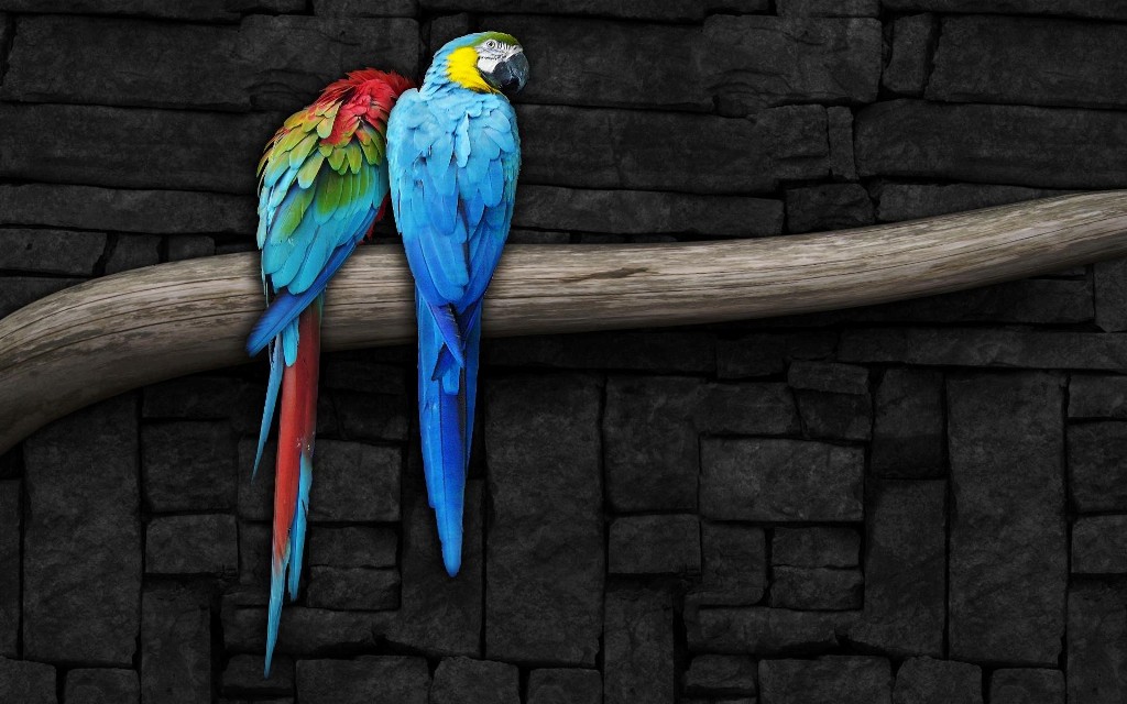Pair-of-Colorful Parrot Bird on Branch Wallpapers
