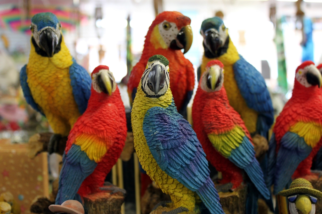 Sentinel parrots