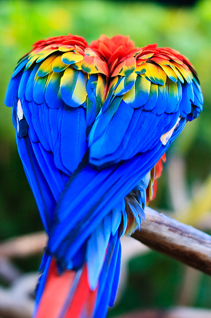 tropical colorful birds