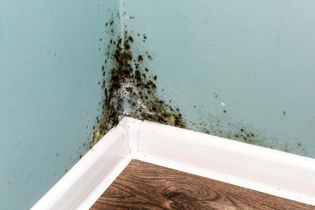 What Is Black Mold A Guide To Mold s Harmful Effects Wassup Mate