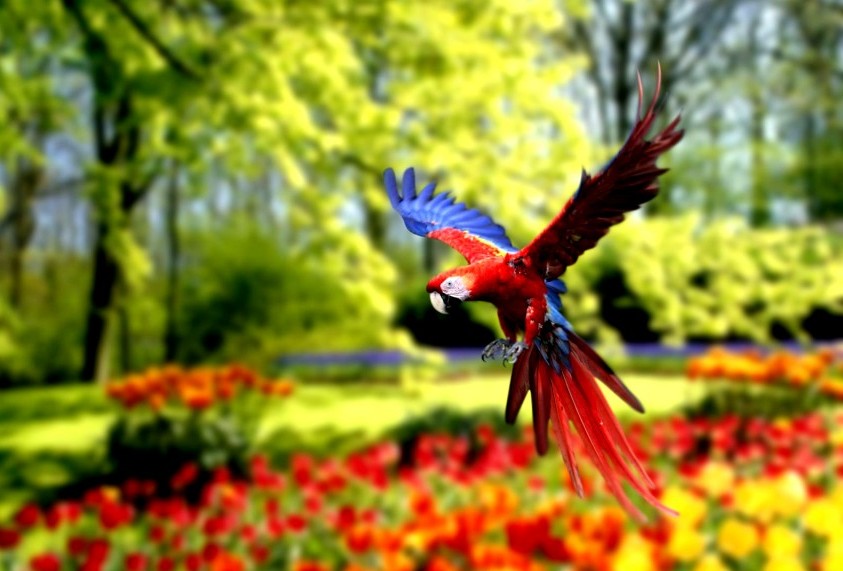 Beautiful Colorful Parrot Wallpapers