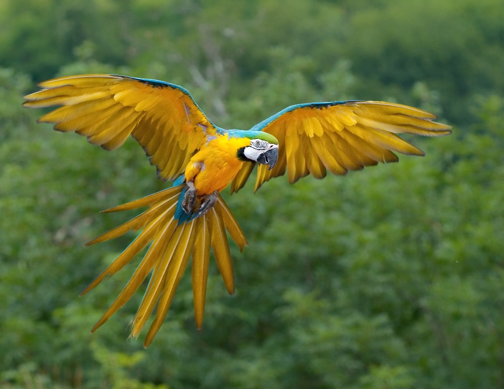 Colorful Ara ararauna Luc Viatour Parrots