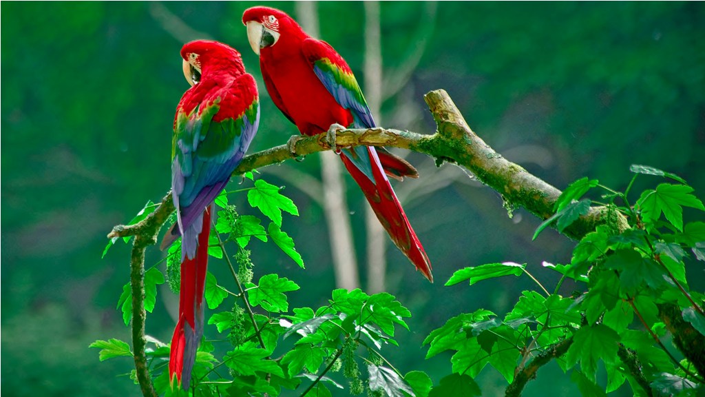 Colorful Parrot Images