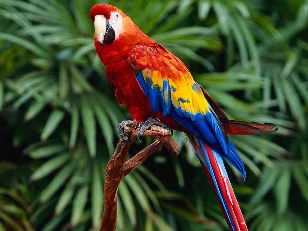 Colorful Parrot Wallpapers