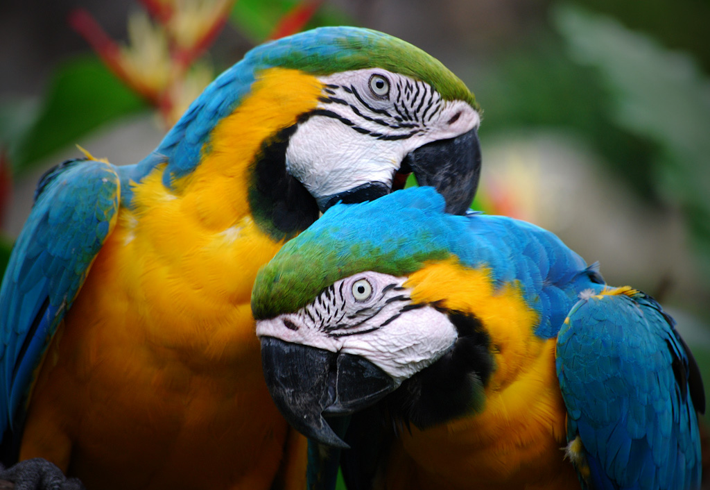 Colorful Parrots Couple