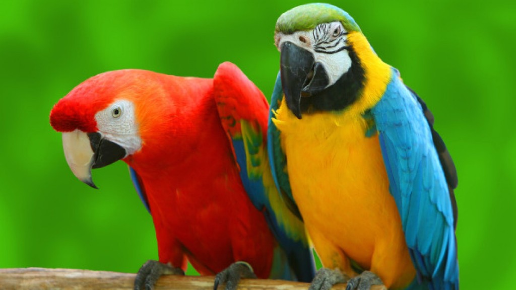 Colorful Parrots Photos