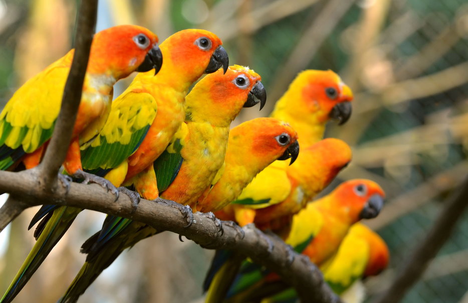 Colorful Parrots Wallpaper Beautiful