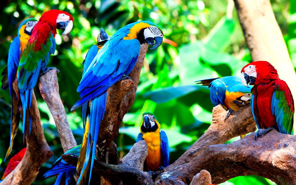 Colorful Parrots Wallpaper