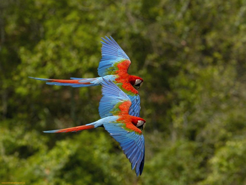 Colorful parrots flying