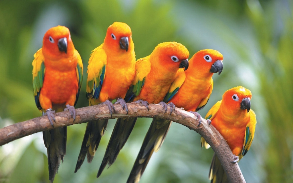 Parrot orange in group hd wallpapers