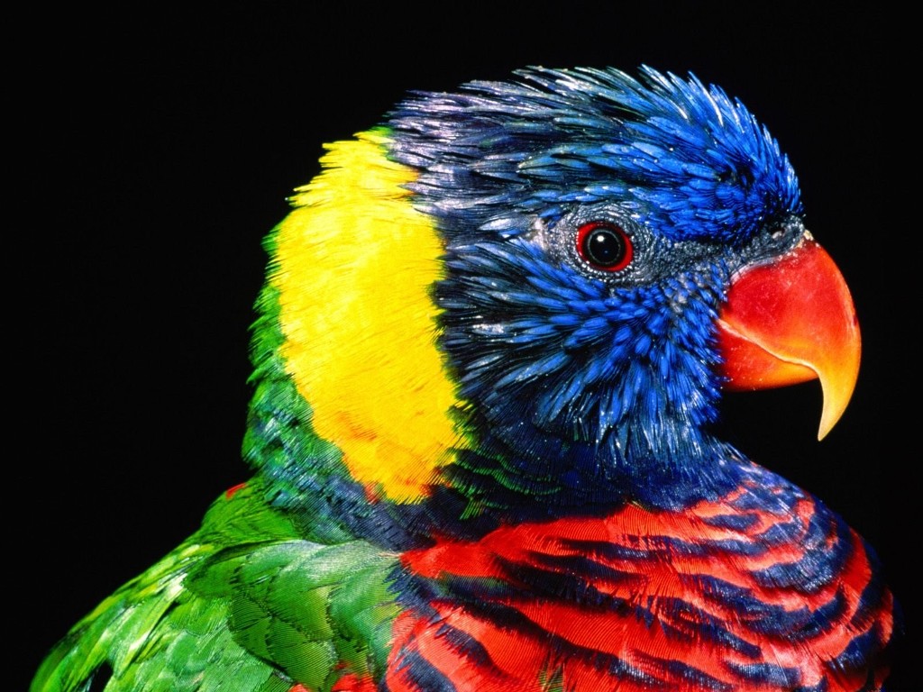 Rainbow-Colorful Parrot Bird Wallpaper