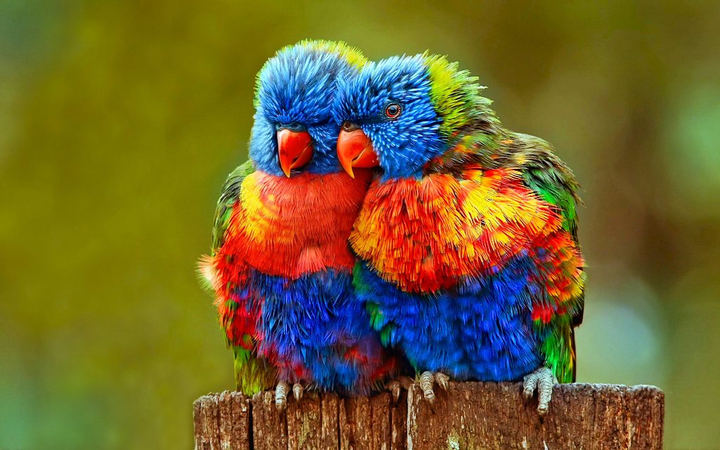 Colorful Parrot Desktop Background