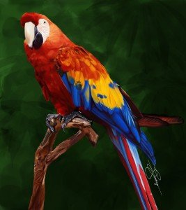 35 Beautiful & Colorful Parrots Wallpaper