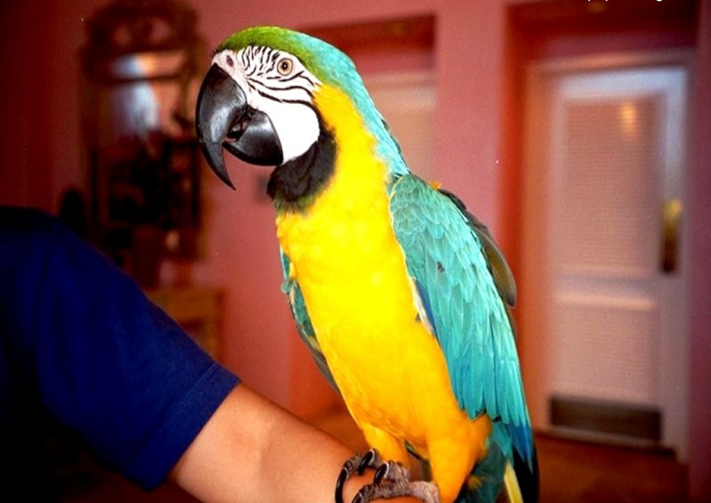 colorful parrot pictures