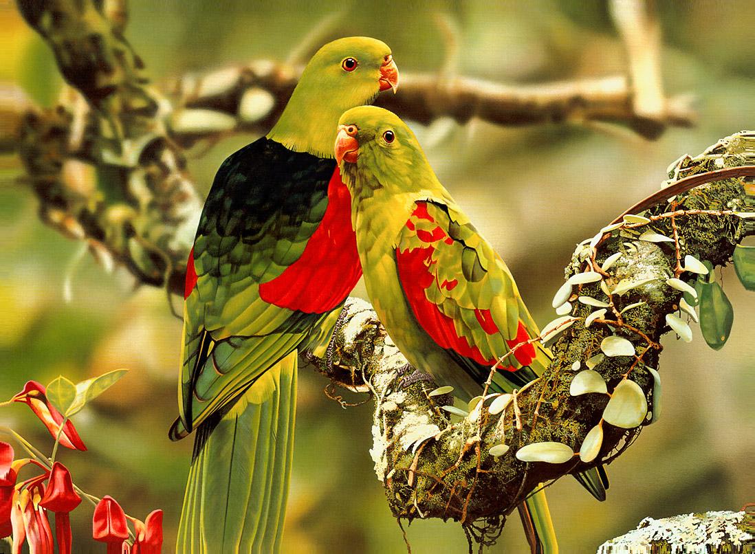 colorful parrots Photo