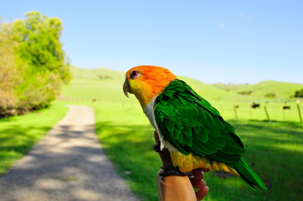 colourful parrot Birds