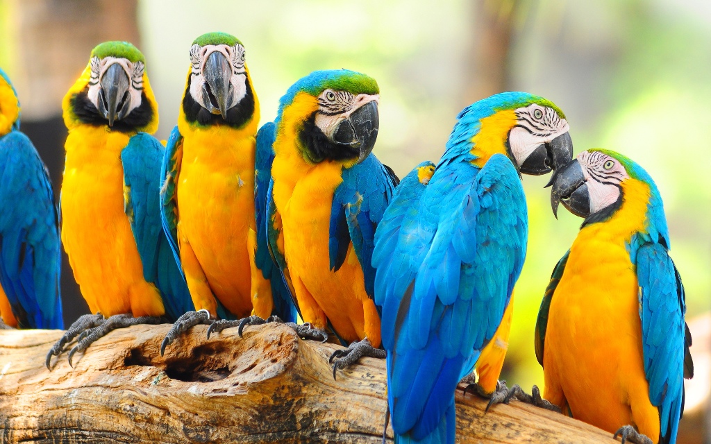 lovely macaw parrots