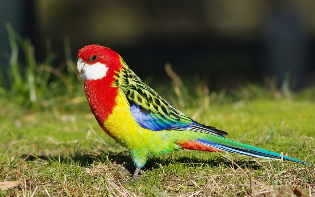 small colorful parrot