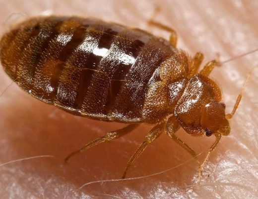 Bed Bug Exterminator in NYC