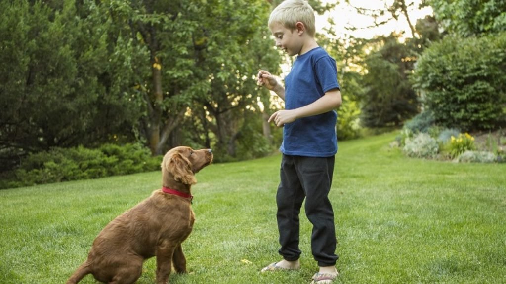 Dog Training Provides a Solid Foundation for Men-Canine Relationship ...